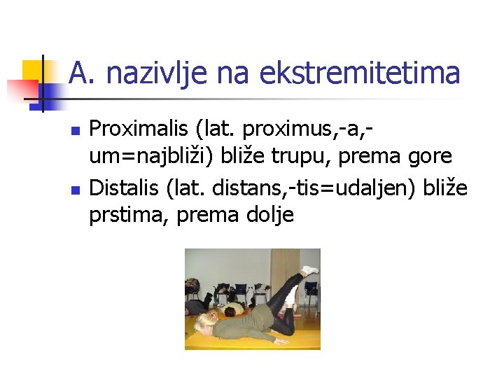 A. nazivlje na ekstremitetima n n Proximalis (lat. proximus, -a, um=najbliži) bliže trupu, prema