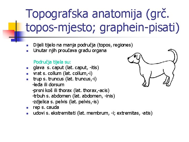 Topografska anatomija (grč. topos-mjesto; graphein-pisati) n n n n Dijeli tijelo na manja područja