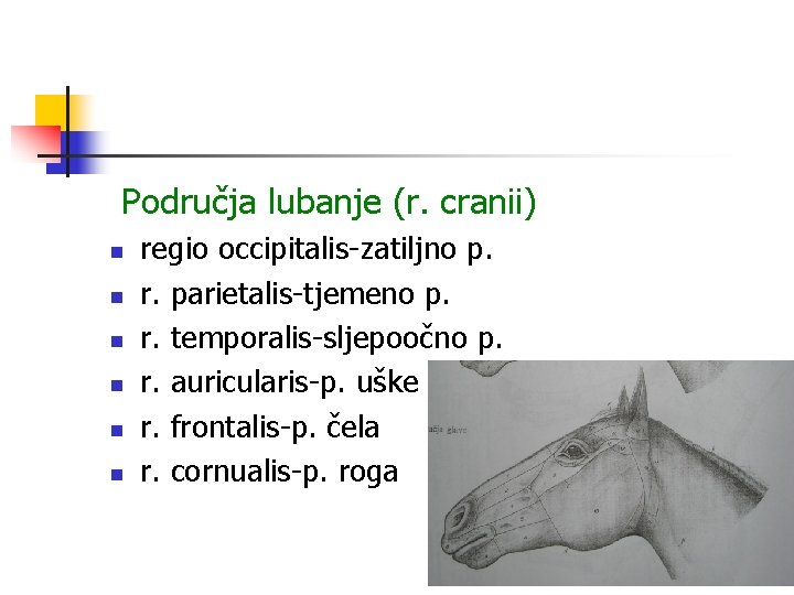 Područja lubanje (r. cranii) n n n regio occipitalis-zatiljno p. r. parietalis-tjemeno p. r.