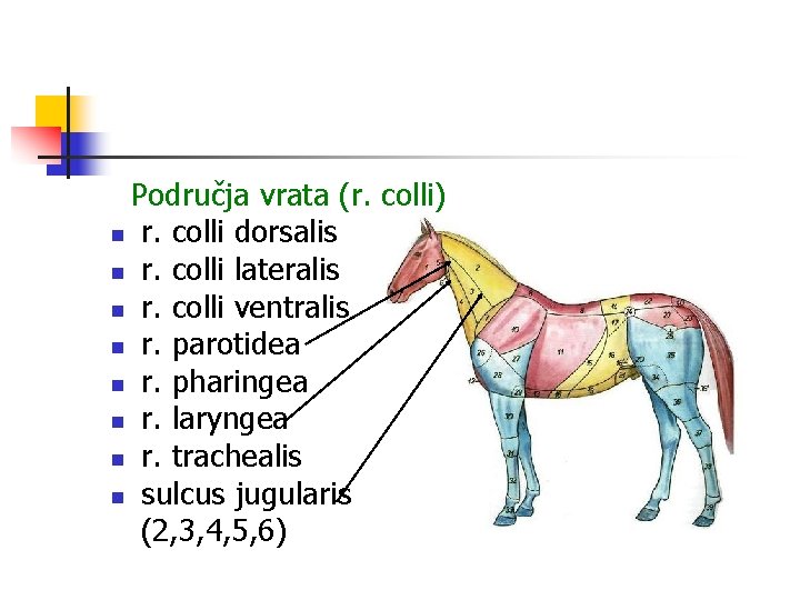 Područja vrata (r. colli) n r. colli dorsalis n r. colli lateralis n r.