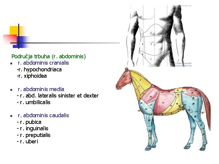 Područja trbuha (r. abdominis) n r. abdominis cranialis -r. hypochondriaca -r. xiphoidea n n