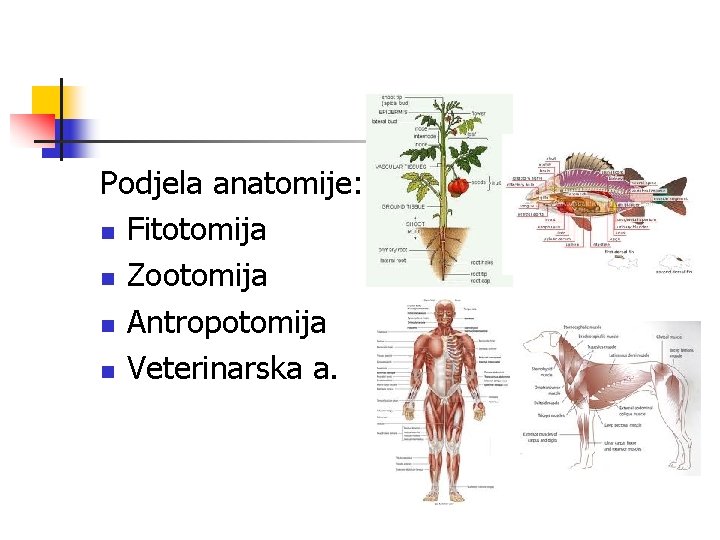Podjela anatomije: n Fitotomija n Zootomija n Antropotomija n Veterinarska a. Podjela anatomije: n Fitotomija n Zootomija n Antropotomija n Veterinarska a.