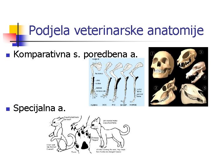 Podjela veterinarske anatomije n Komparativna s. poredbena a. n Specijalna a. 