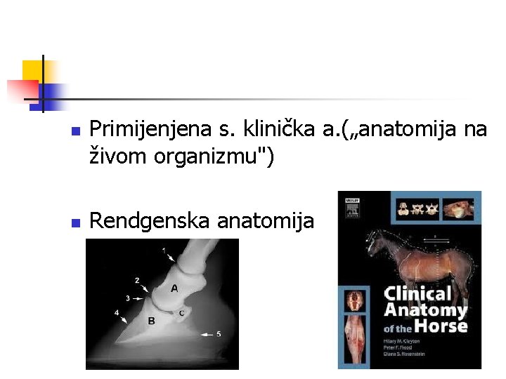 n n Primijenjena s. klinička a. („anatomija na živom organizmu") Rendgenska anatomija 