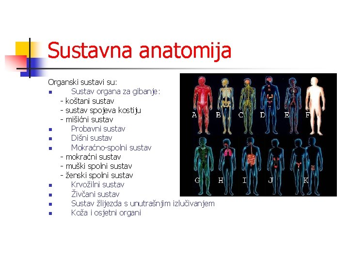 Sustavna anatomija Organski sustavi su: n Sustav organa za gibanje: - koštani sustav -