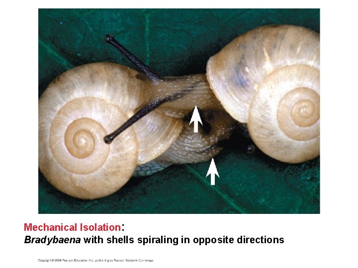 Mechanical Isolation: Bradybaena with shells spiraling in opposite directions 