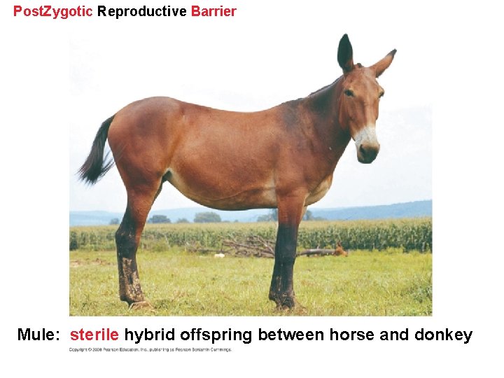 Post. Zygotic Reproductive Barrier Mule: sterile hybrid offspring between horse and donkey 