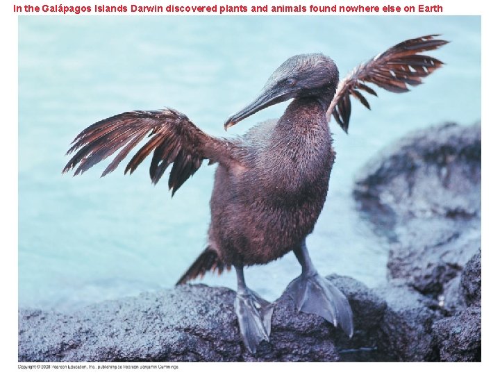 In the Galápagos Islands Darwin discovered plants and animals found nowhere else on Earth