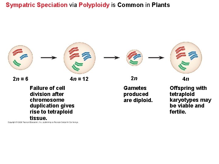 Sympatric Speciation via Polyploidy is Common in Plants 2 n = 6 4 n