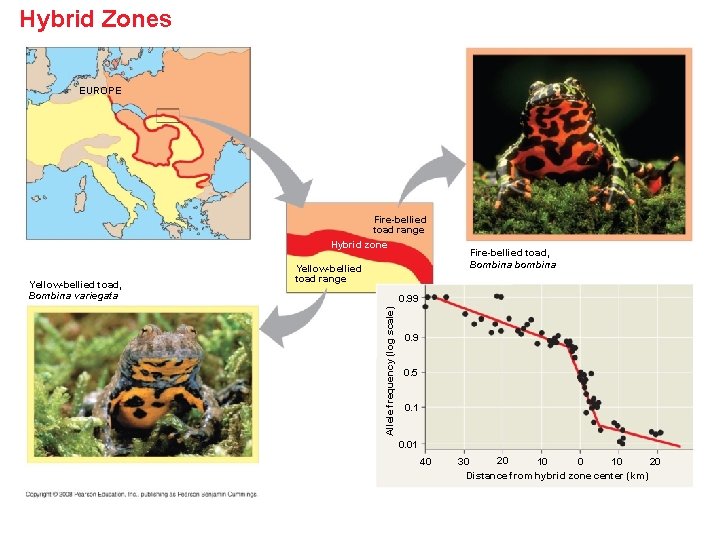 Hybrid Zones EUROPE Fire-bellied toad range Hybrid zone Fire-bellied toad, Bombina bombina 0. 99