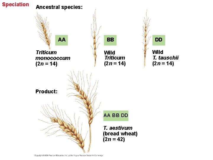 Speciation Ancestral species: AA Triticum monococcum (2 n = 14) BB Wild Triticum (2