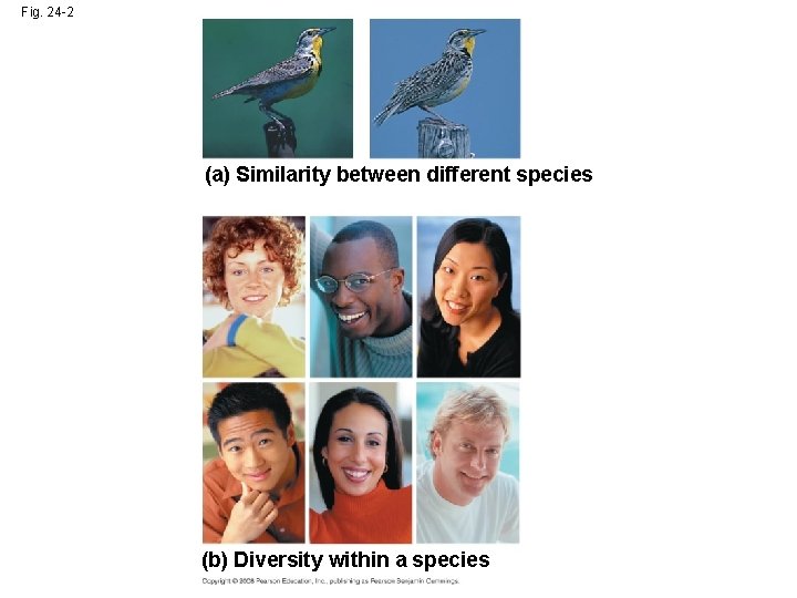 Fig. 24 -2 (a) Similarity between different species (b) Diversity within a species 
