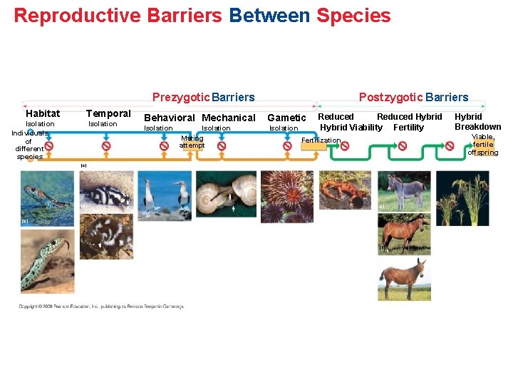 Reproductive Barriers Between Species Prezygotic Barriers Habitat Temporal Isolation Individuals of different species (a)