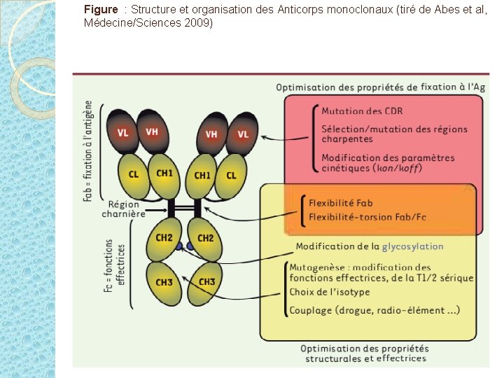 Figure : Structure et organisation des Anticorps monoclonaux (tiré de Abes et al, Médecine/Sciences