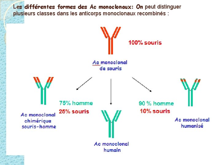 Les différentes formes des Ac monoclonaux: On peut distinguer plusieurs classes dans les anticorps