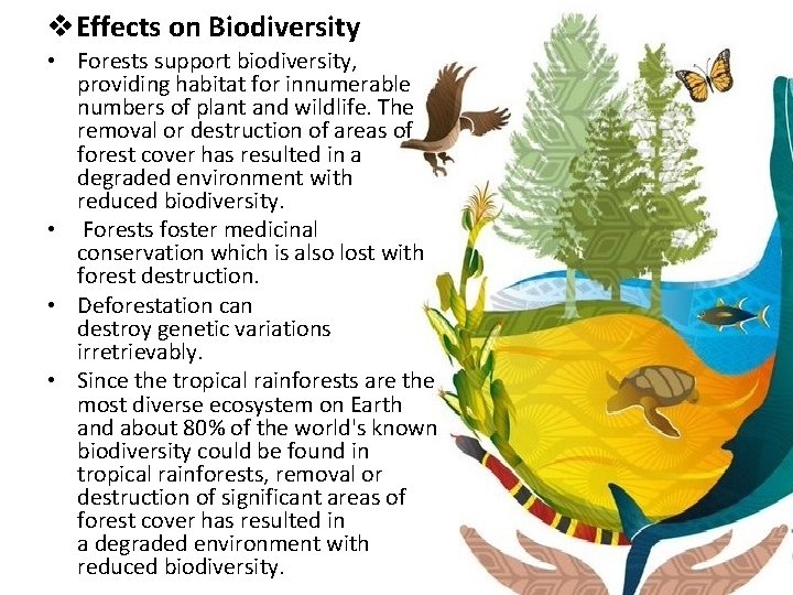 v. Effects on Biodiversity • Forests support biodiversity, providing habitat for innumerable numbers of