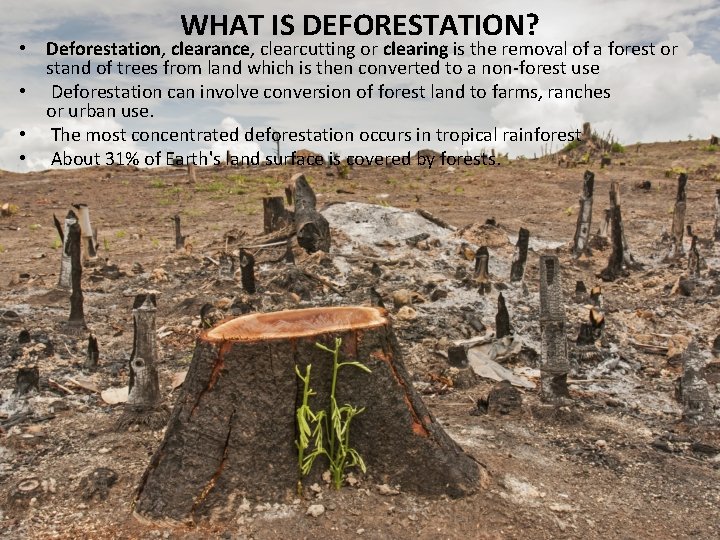 WHAT IS DEFORESTATION? • Deforestation, clearance, clearcutting or clearing is the removal of a