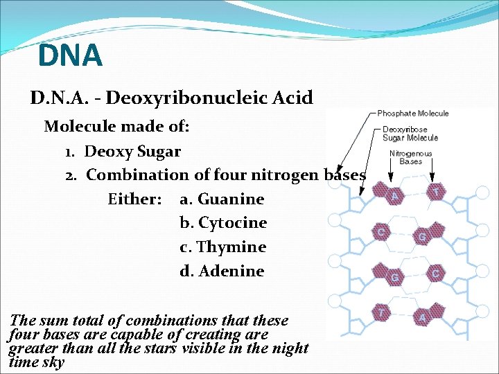 DNA D. N. A. - Deoxyribonucleic Acid Molecule made of: 1. Deoxy Sugar 2.