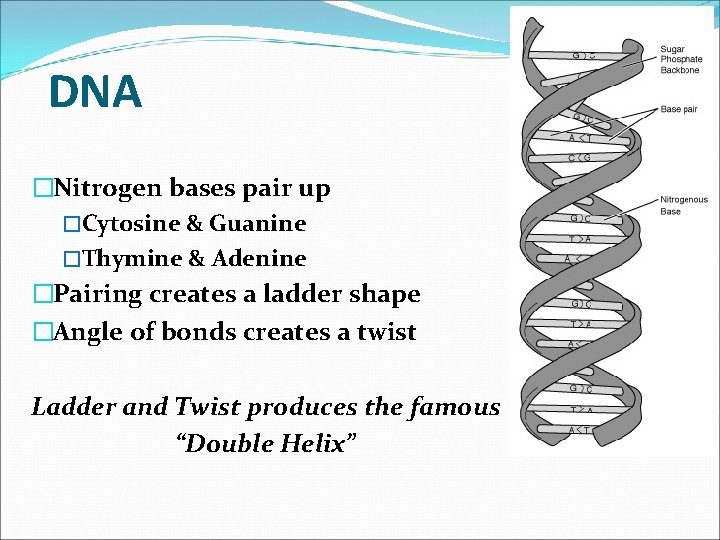 DNA �Nitrogen bases pair up �Cytosine & Guanine �Thymine & Adenine �Pairing creates a