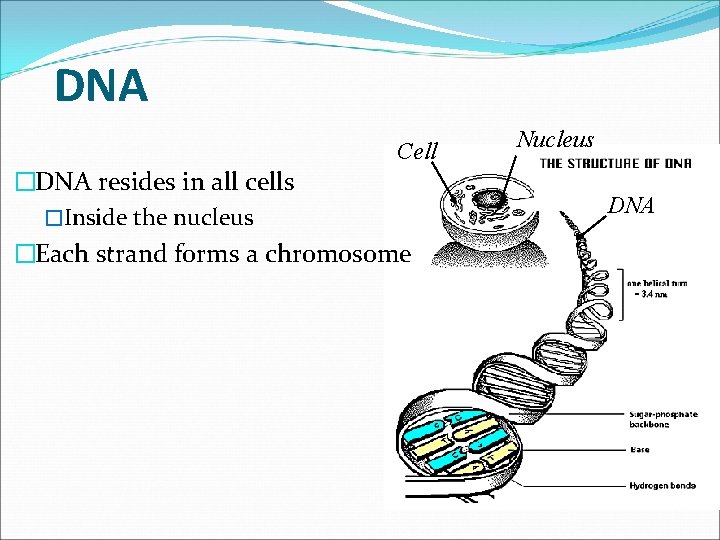 DNA Cell �DNA resides in all cells �Inside the nucleus �Each strand forms a