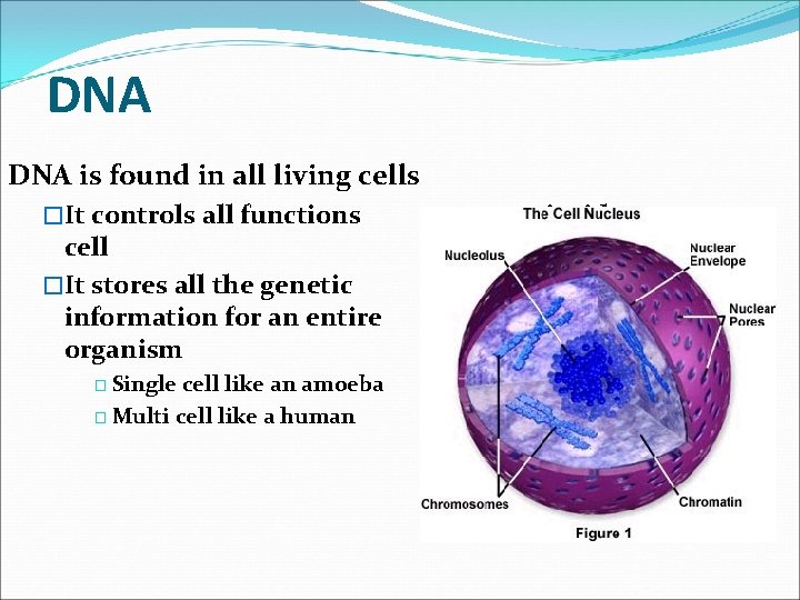 DNA is found in all living cells �It controls all functions cell �It stores