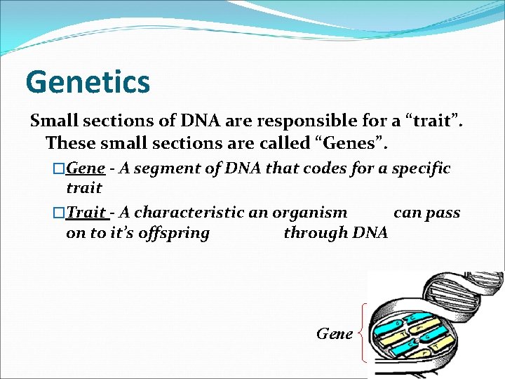 Genetics Small sections of DNA are responsible for a “trait”. These small sections are