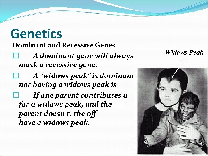 Genetics Dominant and Recessive Genes Widows Peak � A dominant gene will always mask