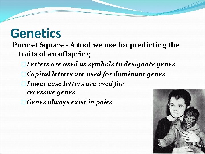 Genetics Punnet Square - A tool we use for predicting the traits of an