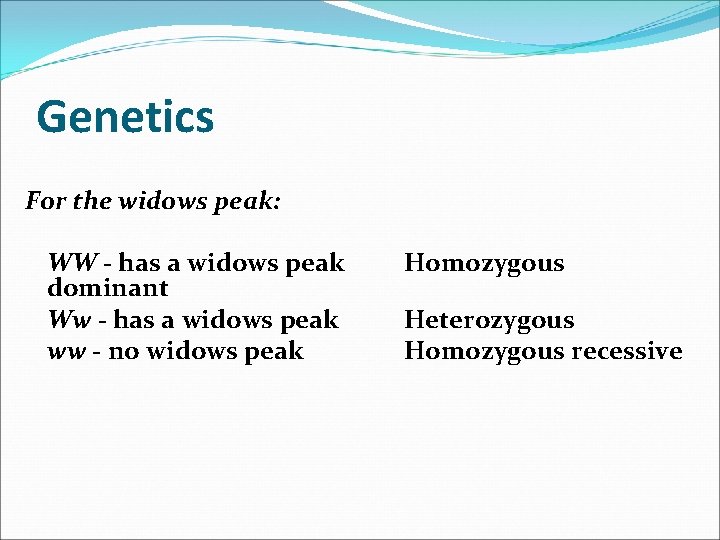 Genetics For the widows peak: WW - has a widows peak dominant Ww -