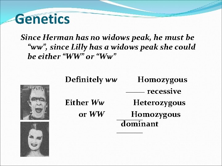 Genetics Since Herman has no widows peak, he must be “ww”, since Lilly has