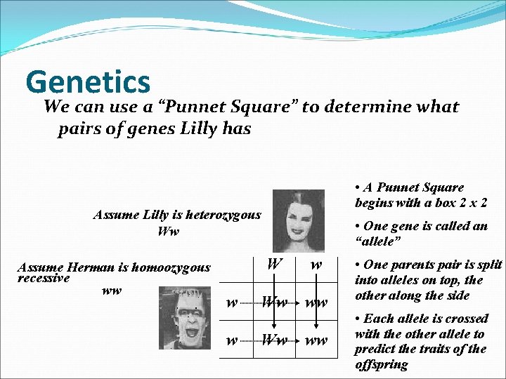 Genetics We can use a “Punnet Square” to determine what pairs of genes Lilly