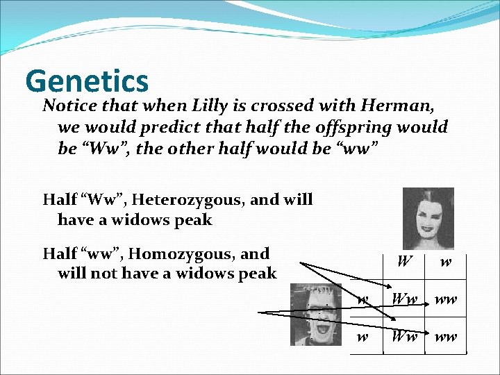 Genetics Notice that when Lilly is crossed with Herman, we would predict that half