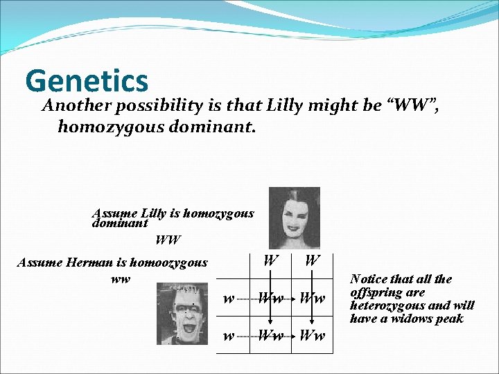 Genetics Another possibility is that Lilly might be “WW”, homozygous dominant. Assume Lilly is