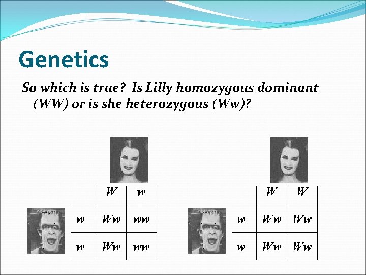 Genetics So which is true? Is Lilly homozygous dominant (WW) or is she heterozygous