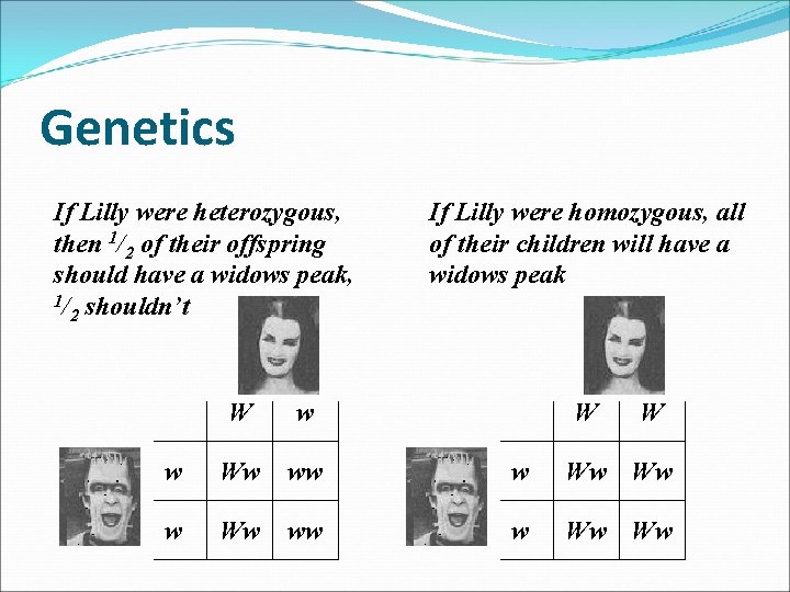 Genetics If Lilly were heterozygous, then 1/2 of their offspring should have a widows