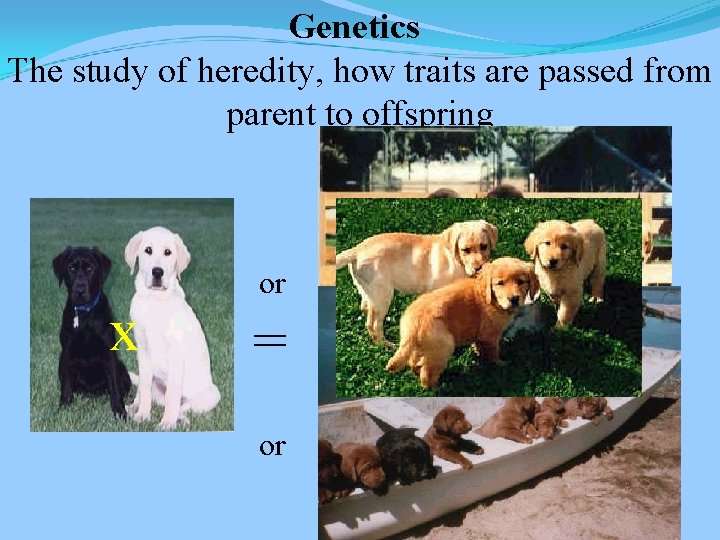 Genetics The study of heredity, how traits are passed from parent to offspring x