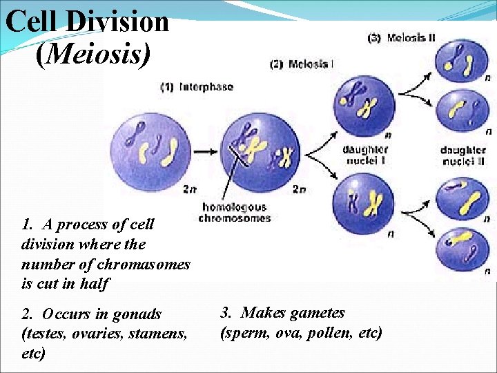 Cell Division (Meiosis) 1. A process of cell division where the number of chromasomes