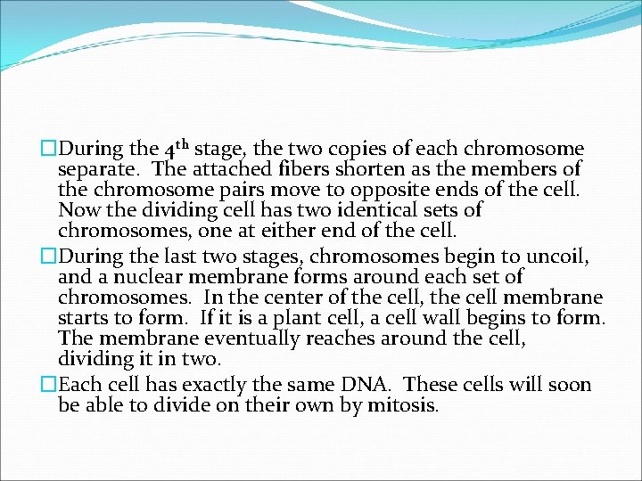 �During the 4 th stage, the two copies of each chromosome separate. The attached