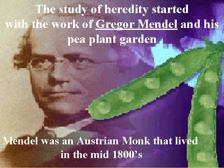 The study of heredity started with the work of Gregor Mendel and his pea