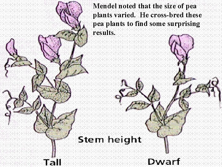 Mendel noted that the size of pea plants varied. He cross-bred these pea plants