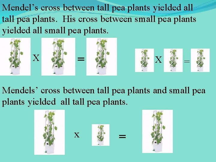 Mendel’s cross between tall pea plants yielded all tall pea plants. His cross between
