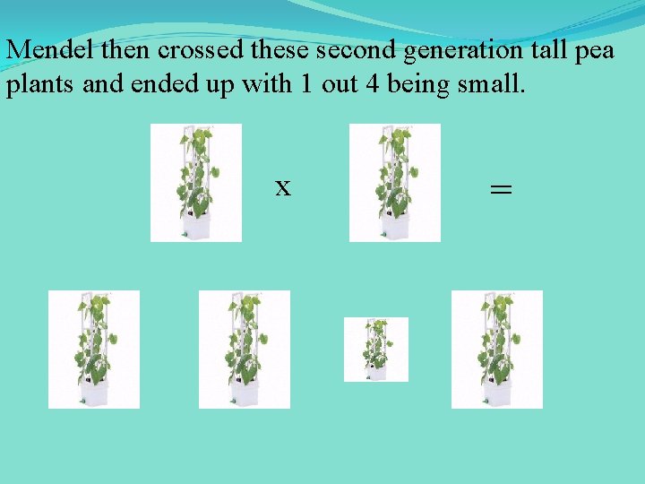 Mendel then crossed these second generation tall pea plants and ended up with 1