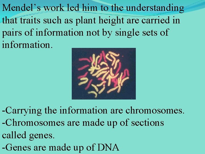 Mendel’s work led him to the understanding that traits such as plant height are