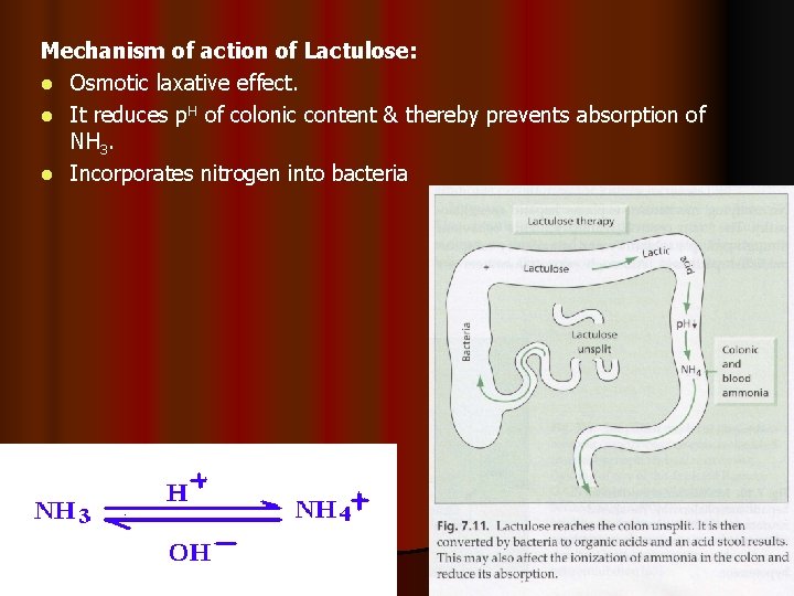 Mechanism of action of Lactulose: l Osmotic laxative effect. l It reduces p. H