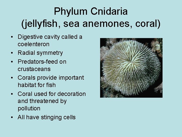 Phylum Cnidaria (jellyfish, sea anemones, coral) • Digestive cavity called a coelenteron • Radial