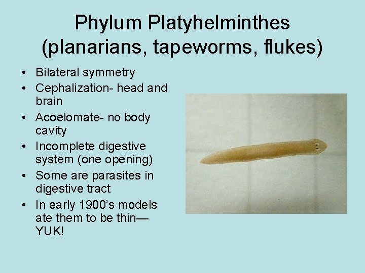 Phylum Platyhelminthes (planarians, tapeworms, flukes) • Bilateral symmetry • Cephalization- head and brain •