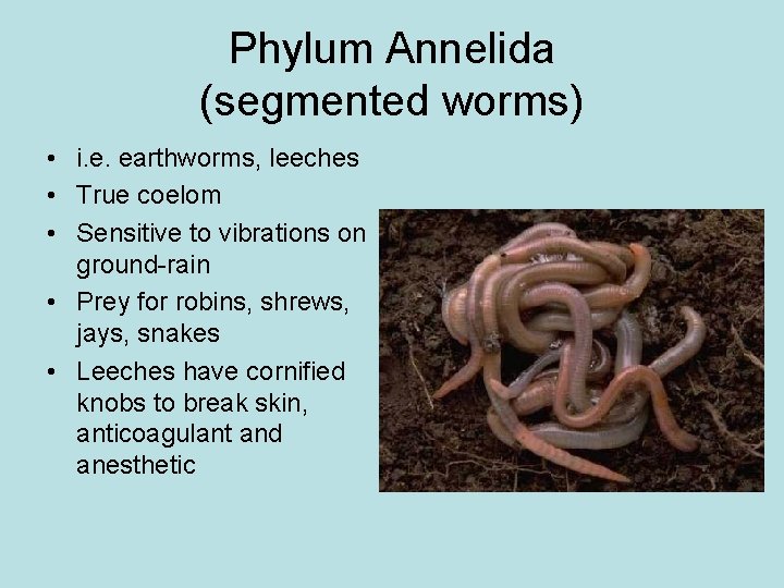 Phylum Annelida (segmented worms) • i. e. earthworms, leeches • True coelom • Sensitive