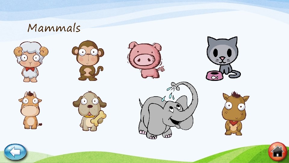 Mammals 