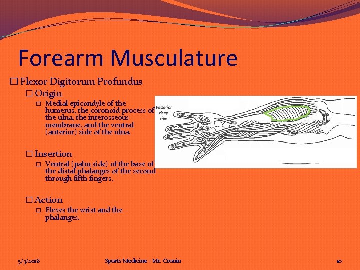 Forearm Musculature � Flexor Digitorum Profundus � Origin � Medial epicondyle of the humerus,