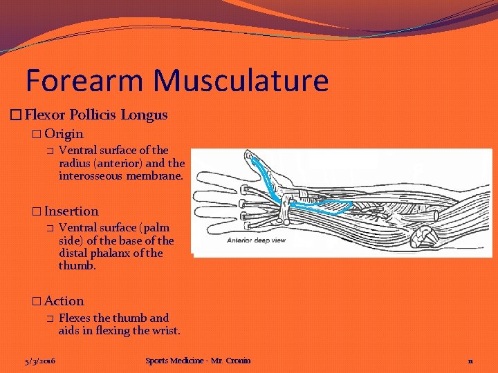 Forearm Musculature �Flexor Pollicis Longus � Origin � Ventral surface of the radius (anterior)